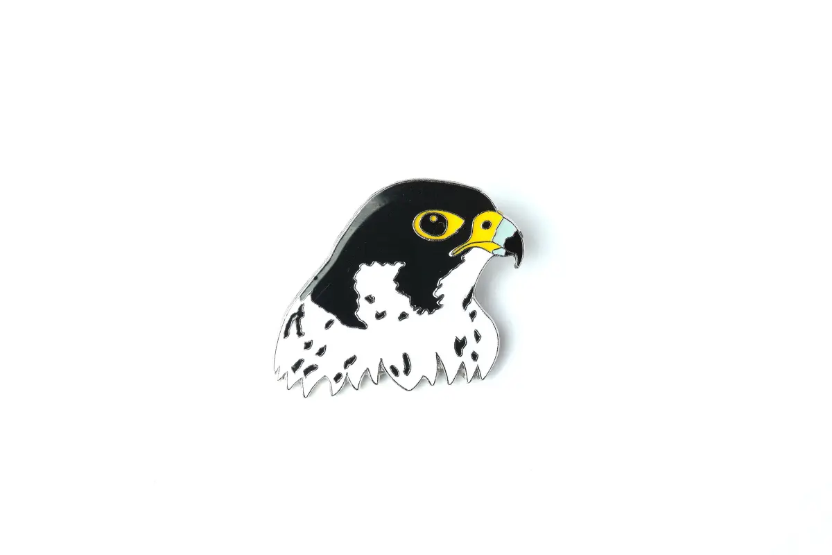 Peregrine Falcon – head