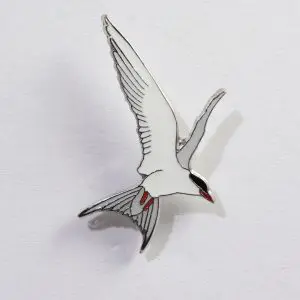 Arctic Tern