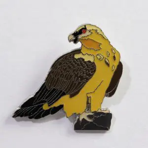 Bearded Vulture