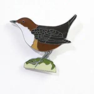 White-throated Dipper